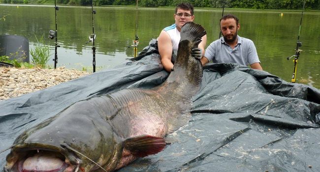 Un silure de 2,53 m et 100 kg pour Alexandre et François 20170710