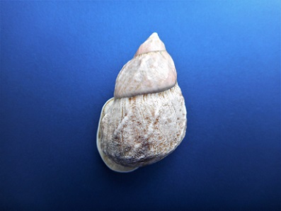 Auris bilabiata melanostoma (Moricand, 1836) Dscn0810