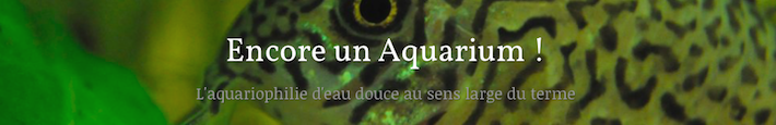 Lancement Aquarium 200L Captur13