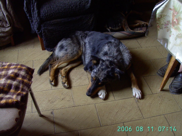 Hier, 21:14 bonsoir je t envoie quelque photo de Lucky le chien arlequin que mon frère a garde Pict2310