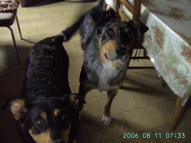 Hier, 21:14 bonsoir je t envoie quelque photo de Lucky le chien arlequin que mon frère a garde Pict2311