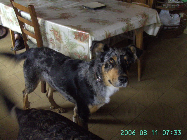Hier, 21:14 bonsoir je t envoie quelque photo de Lucky le chien arlequin que mon frère a garde Pict2312