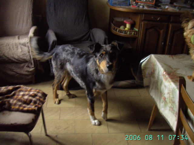 Hier, 21:14 bonsoir je t envoie quelque photo de Lucky le chien arlequin que mon frère a garde Pict2313