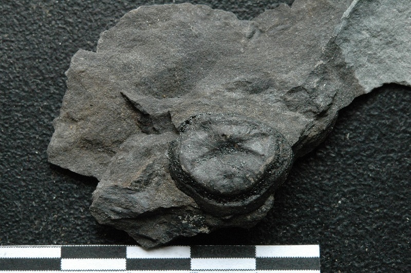 Fossiles de Graissessac Gra_5012