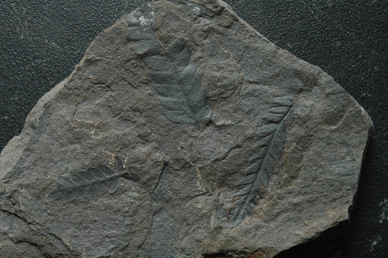 Fossiles de Graissessac Gra_5013