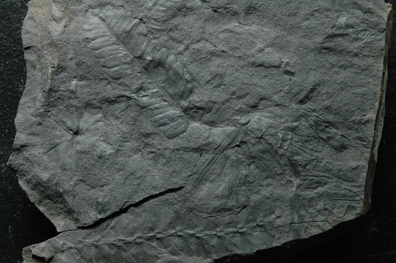 Fossiles de Graissessac Gra_5115