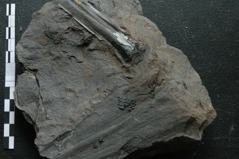 Fossiles de Graissessac Gra_5210