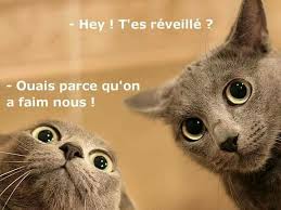 HUMOUR - Page 32 Images15