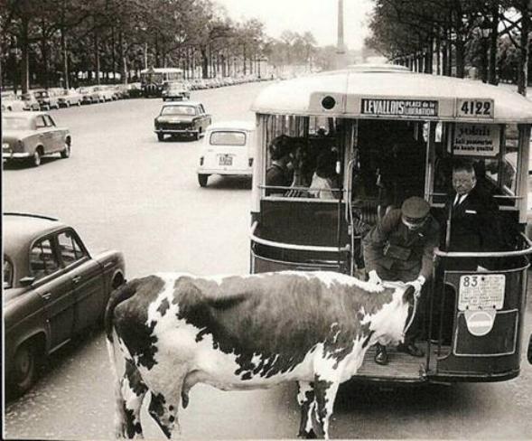 La vache et l´autobus   0824