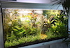 mon aquarium qui n'attend plus que ses poissons... Dsc02512