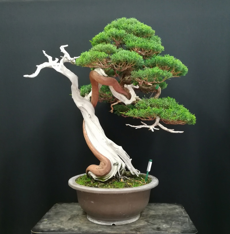 Ginepro Kishu Img_2029