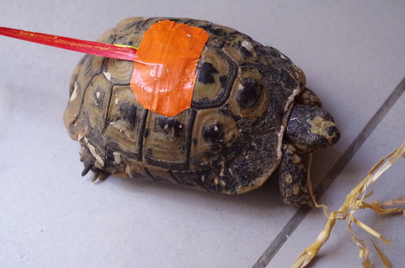 Testudo graeca nabeulensis cherche foyer Imgp0516