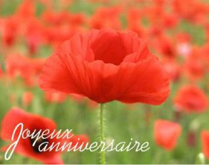 Un Jour Un Coquelicot Un Jour Un Coquelicot
