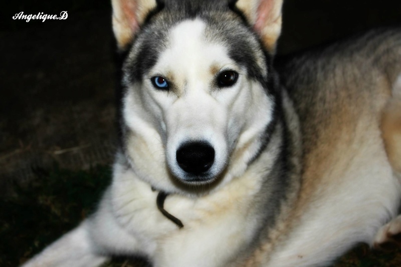 Comme chien & Chat. Cisko le grand frère de Leïko 11722210