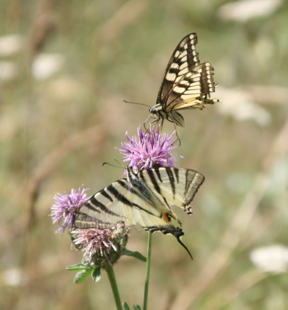 [Papilio machaon & Iphiclides podalirius] Sortie papillons 01910