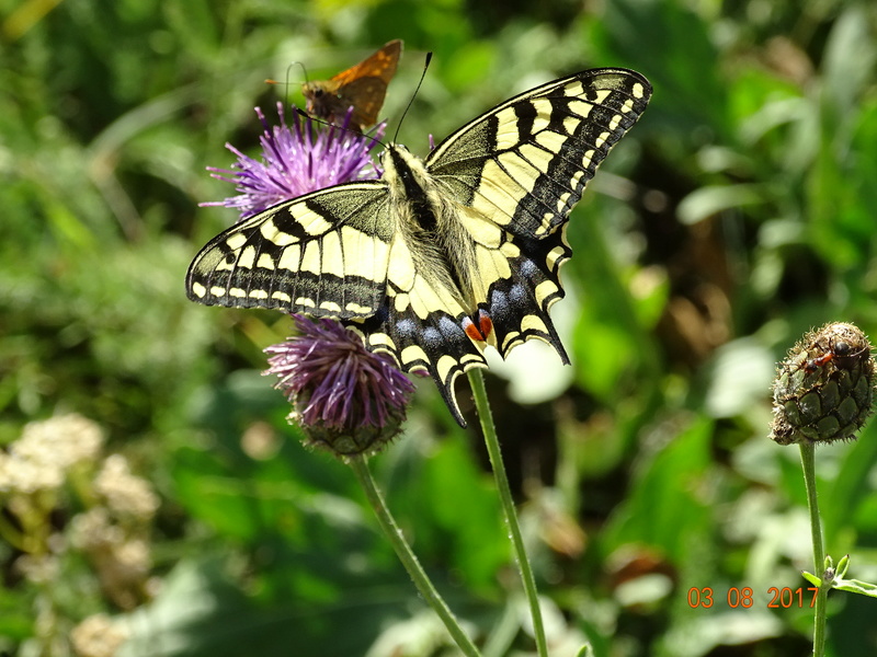 [Papilio machaon & Iphiclides podalirius] Sortie papillons Dsc06210