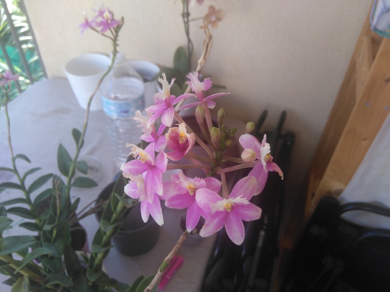 Epidendrum  Dsc_8449