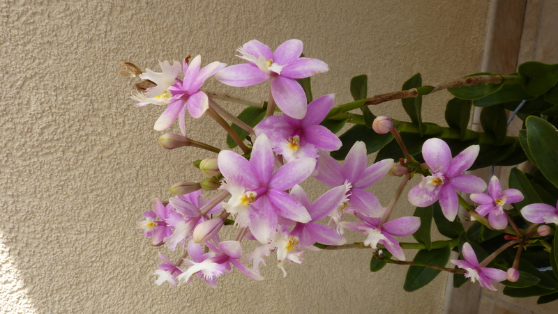 Epidendrum  P1120314