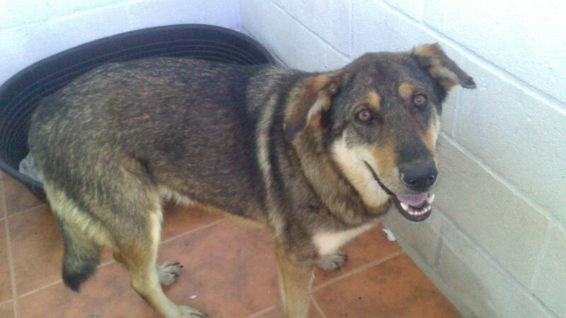 CORDOBA - x mastin/ba 8 ans (4 ans de refuge) -Asso Une Histoire de Galgos  (Espagne) 113