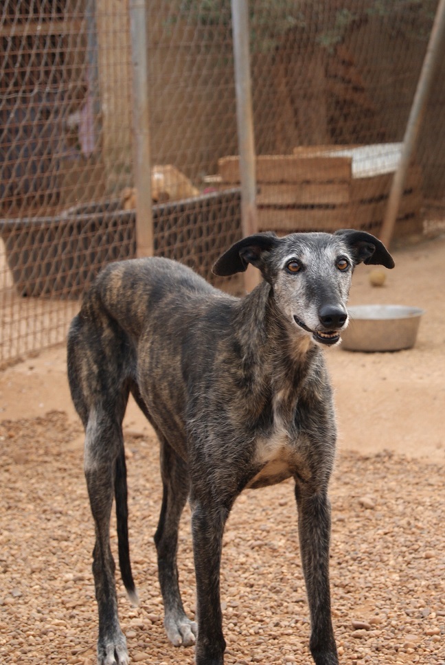 OLIVENA - galga 7 ans - Une Histoire de Galgos  -Extramadure 'Espagne)  124