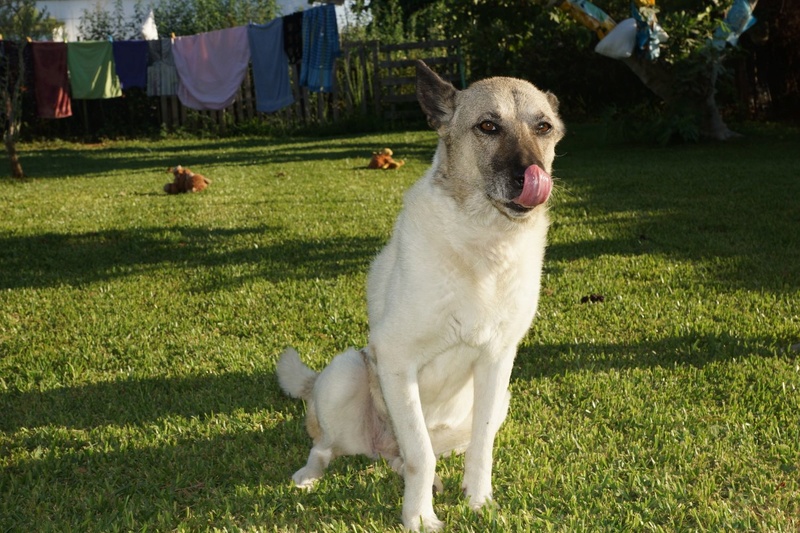 KIRA - x 12 ans - Asso Une Histoire de Galgos - Extramadure (Espagne) 235