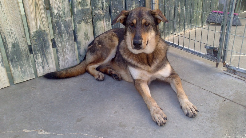 CORDOBA - x mastin/ba 8 ans (4 ans de refuge) -Asso Une Histoire de Galgos  (Espagne) 411