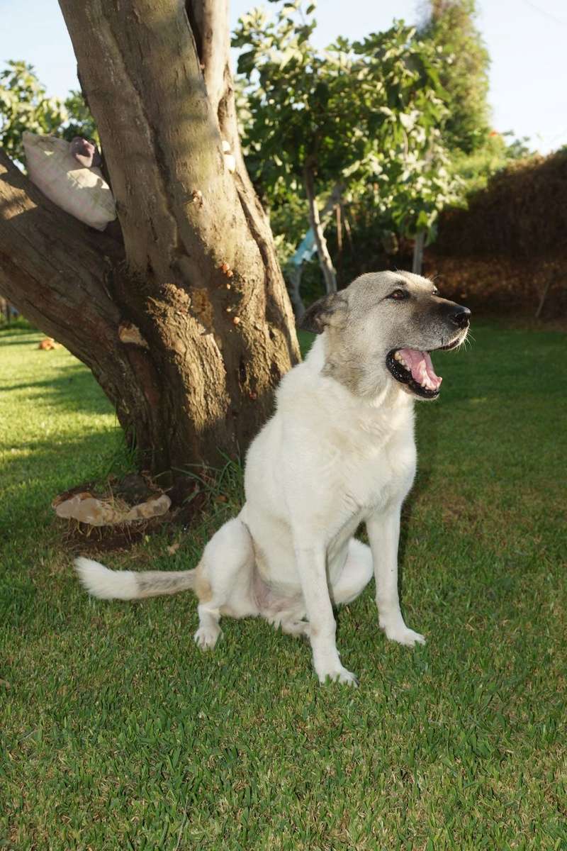 KIRA - x 12 ans - Asso Une Histoire de Galgos - Extramadure (Espagne) 432