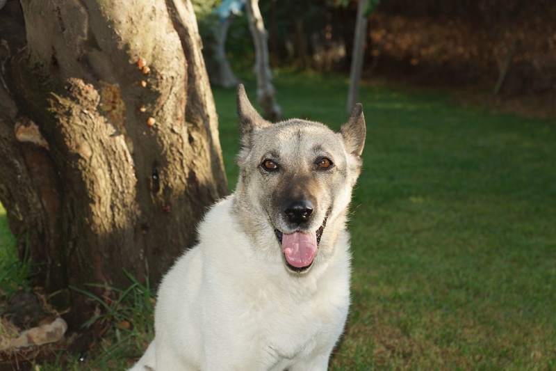 KIRA - x 12 ans - Asso Une Histoire de Galgos - Extramadure (Espagne) 727