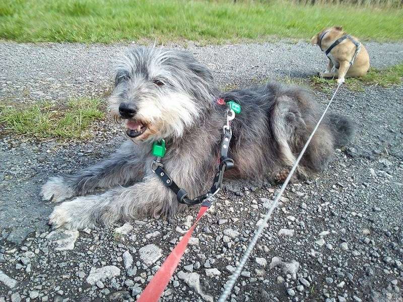 NOUKI femelle croisée- taille petite à moyenne (Pascani)- adoptée par Christine (Belgique) - Page 3 20403410