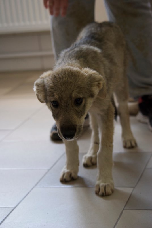 MEZZO- chiot male typé chien loup tchéchoslovaque- né environ en mars 2017 - REMEMBER ME LAND - adopté par Katy (55) Mezzo210