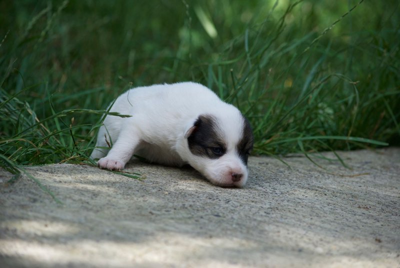 saphyra - SAPHYRA- femelle de taille petite à moyenne, née en 2016 - REMEMBER ME LAND - Adoptée par Eliane et Daniel   (Belgique) Saphyr14