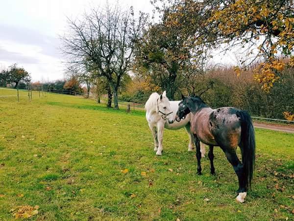 (Dept19) PRINCESSE DE CHANTEGRELL, Percheron, sauvée par Birgit (Avril 2014) - Page 12 19433510