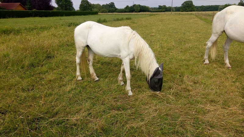 Dépt 84 TEXANE ONC Poney 26 ans réservée par Yoan (2014)Partie * - Page 6 19893610