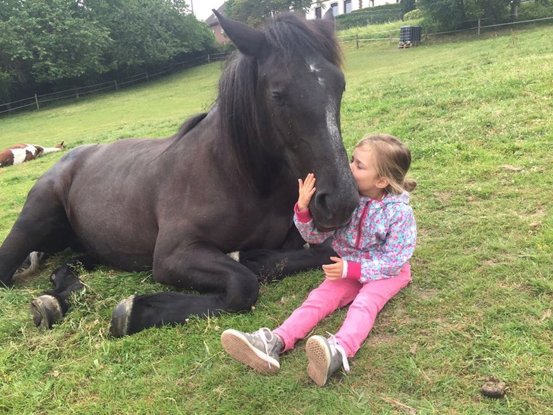 Dept19, FANNY, Percheron PP, réservé par Nathalie en Allemagne (Octobre 2015) 20045911