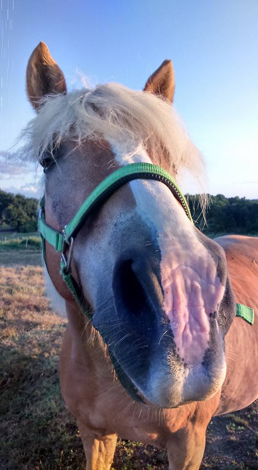 NABAB, Haflinger PP,réservée par M.Claire33 !! (Dec 2012) - Page 7 21191810