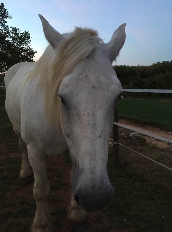 (Dept 19) 14 ans - PIETTE DE COCAN - Percheron PP -partie rejoindre les étoiles  Img_3316