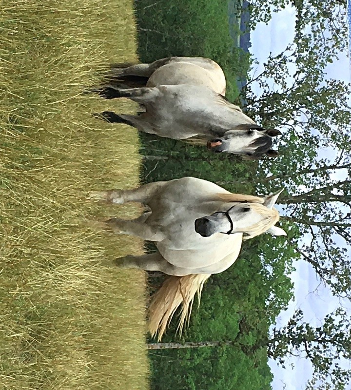 (Dept 19) 14 ans - PIETTE DE COCAN - Percheron PP -partie rejoindre les étoiles  Mattha11