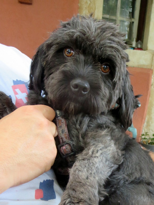 TRIXIE X BICHON F 2 ANS 1/2 MUKITZA EN FA DANS LE 90 Img_5719