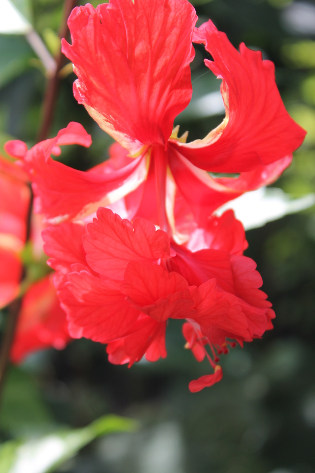 Mes hibiscus et moi...une longue histoire - Page 22 Img_4327