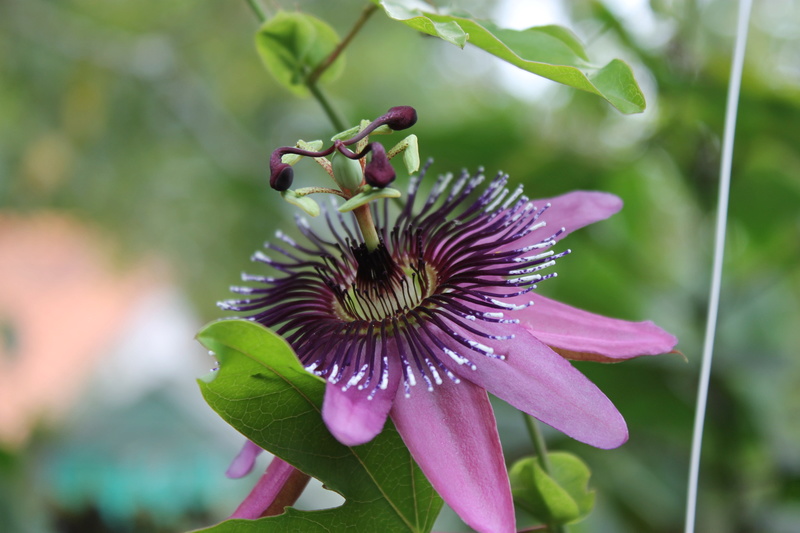 Les Passiflores - Page 43 Img_4434