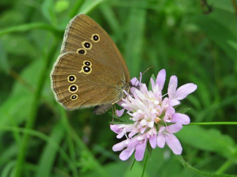 [Aphantopus hyperantus] Papillon marron Img_2512