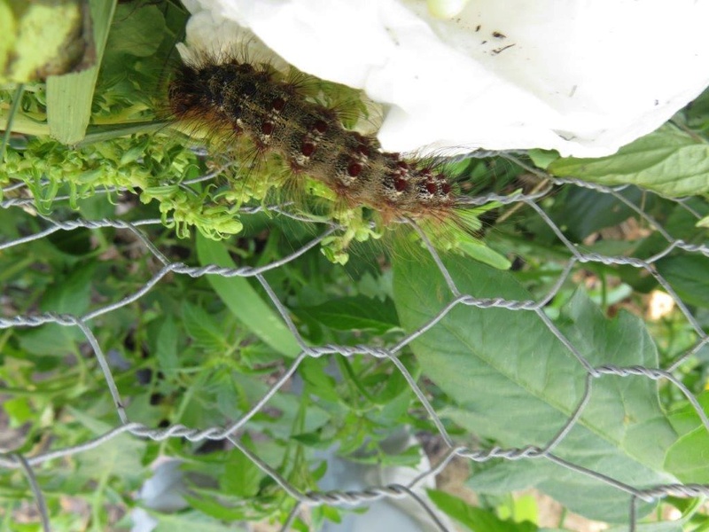 [Lymantria dispar] Quel papillon pour cette chenille? Img_6712