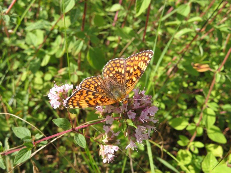 [Melitaea phoebe] Le Damier ? Juille14