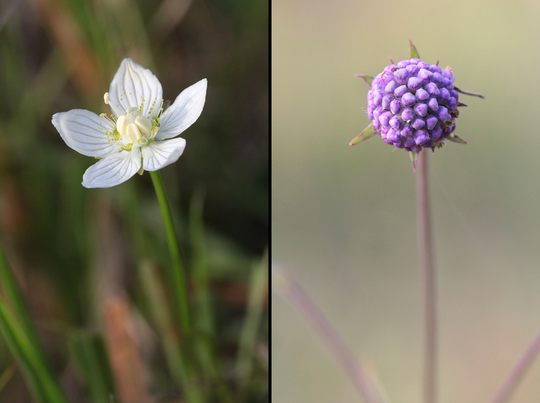 Gentianacées jurassiennes 08_fra11