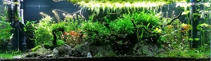 Planter un aquarium déjà en eau  Bac10