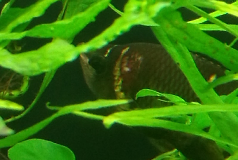 Probleme gourami chocolat HELP Goura211