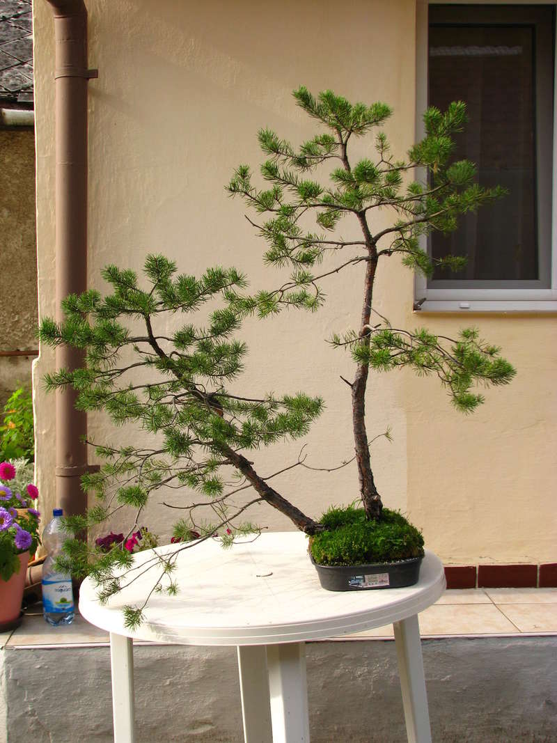 Pinus sylvestris twintrunk yamadori - first styling Img_7710
