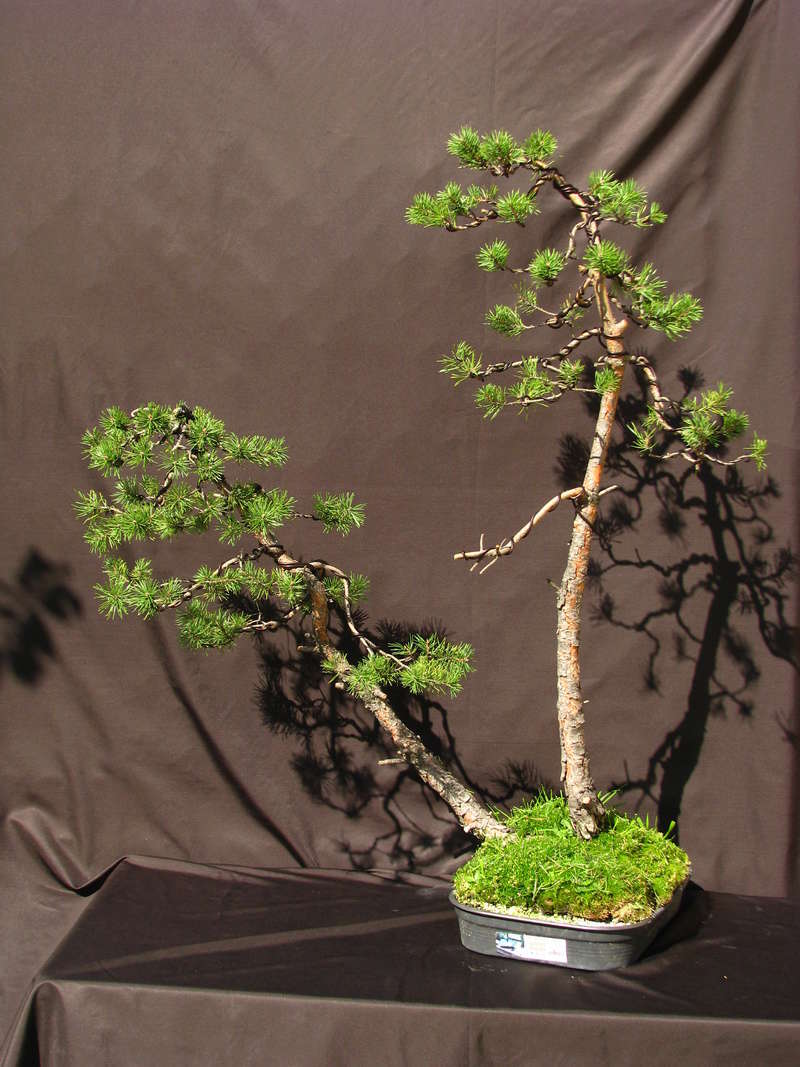 Pinus sylvestris twintrunk yamadori - first styling Img_7711