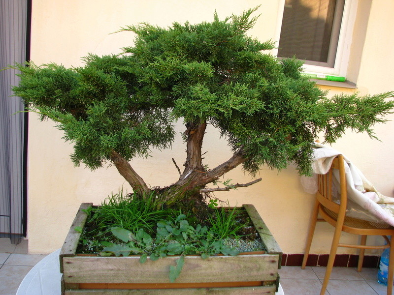 Another juniperus chinensis, first styling and carving Img_7713