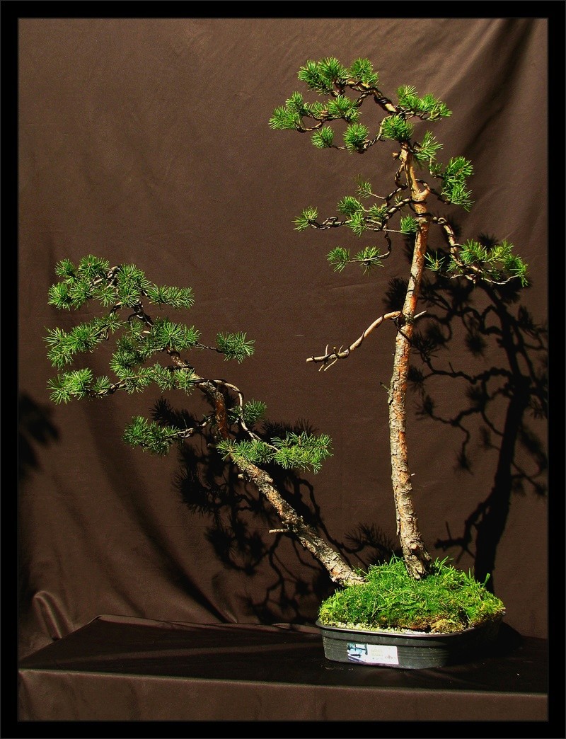 Pinus sylvestris twintrunk yamadori - first styling U10